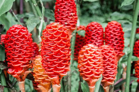 ginger lily shampoo